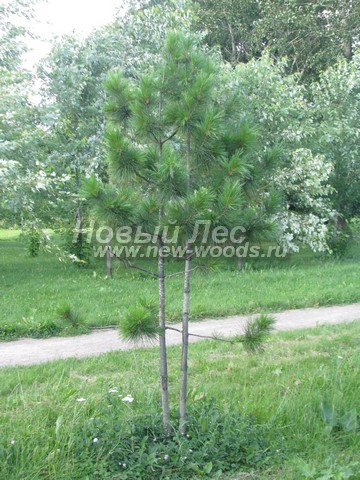 ������� ���������� ����� (���������� �������� Pinus sibirica - ����� ��������� ��������) - ���� 512 - ����� ��������� ���� ������������ ��� ������� � �������� ����������� � ������ ����������� ����� �������� ���������� (������)