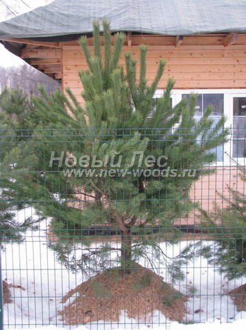    (  Pinus sylvestris) -  501 -    (Pinus sylvestris),            ( 1  75 )