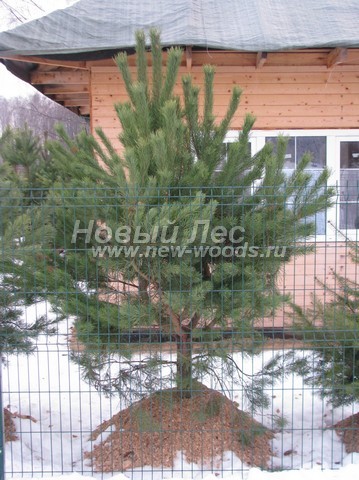 ������� ����� ������������ (���������� �������� Pinus sylvestris) - ���� 501 - ������� ����� ������������ (Pinus sylvestris), ������������ ��� ������� �� �������� �������� � ����������� ������ ���������� ������� (������ 1 � 75 ��)