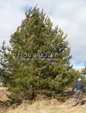    (  Pinus sylvestris) -  502 -    ,       (, ,  6  50 )