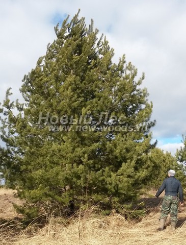 ������� ����� ������������ (���������� �������� Pinus sylvestris) - ���� 502 - ���������� �������� ����� ������������, ���������� ��� ������� � ������������� ������ (�����������, ���������, ������ 6 ������ 50 �����������)