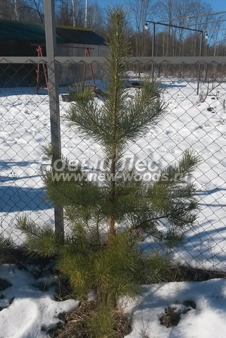    (  Pinus sylvestris) -  503 -   - ,             (- ,  , 140 )