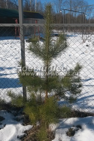 ������� ����� ������������ (���������� �������� Pinus sylvestris) - ���� 503 - ����� ������������ - �������, ���������� � �������� � ������ � ������� ����� ����������� � ������������ ���������� (���������-�������� �����, ���������� �������, 140 ��)