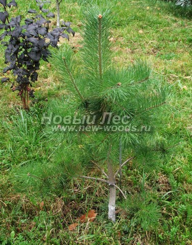 ������� ����� ������������ (���������� �������� Pinus sylvestris) - ���� 504 - ������� ������� ����� ������������ � ���������� �������������� �������� � ����� �� ������� ������ (������, ������ ����� - 90 ��)