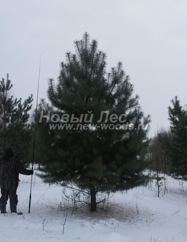 ������� ����� ������������ (���������� �������� Pinus sylvestris) - ���� 505 - ������ ����� ����������� - ���������� �������� ������� � ��������� ��� ������� � ����������� ������ �������� ������� (������ ���������� 5 ������)