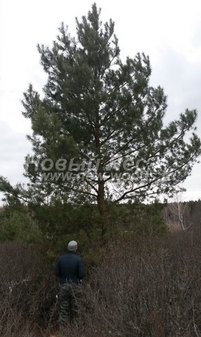    (  Pinus sylvestris) -  506 -     -          -       ( 8 )