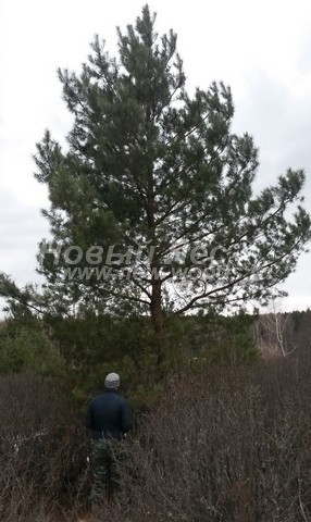 ������� ����� ������������ (���������� �������� Pinus sylvestris) - ���� 506 - ������� ������ ����� ������������ - ���������������� � ��������� ��������� � ������ �������� ������� � ������-��������� ����� ��������� ������� � ���������������� ����� (������ 8 ������)