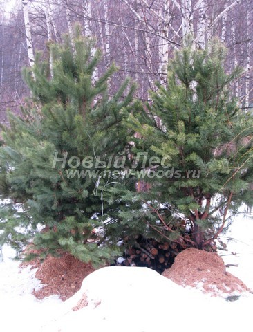    (  Pinus sylvestris) -  507 -   2 ,               ( )