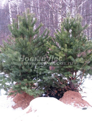 ������� ����� ������������ (���������� �������� Pinus sylvestris) - ���� 507 - ������� ������� 2 �����, ������������ ������ �� ������� � ���������� ������ � ������������� �� ��������� ������� ��� ������� (����� ������������)