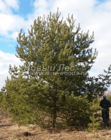 ������� ����� ������������ (���������� �������� Pinus sylvestris) - ���� 508 - ������-��������� ����� ������������ (Pinus sylvestris) ���������� ����� ���������� ��� ������������ ������� � ��������������� ������ ���������� ������� (������ 6 ������)