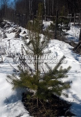 ������� ����� ������������ (���������� �������� Pinus sylvestris) - ���� 509 - ������� �����, ���������� � ������ ������� ����� �� ������������� � ����������������� ������� � ���������� ������ (�����������, ����� ������������, ������ 1 ���� 10 ��)