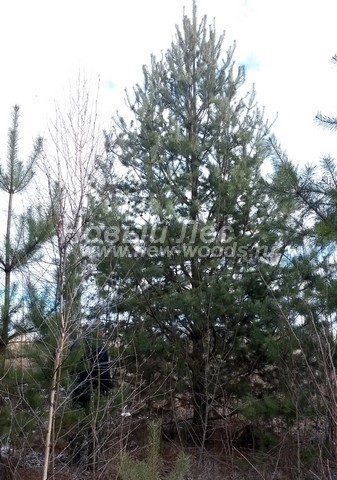   (  Pinus sylvestris) -  510 -     ,   ,                (6 )