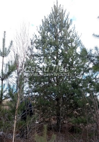 ������� ����� ������������ (���������� �������� Pinus sylvestris) - ���� 510 - ������������ ������� ������ ����� ������������, �������� ��� ���������, ����� �������� � ����� ����� �� ��������� � �������� ������� � ����������� ����� ��������� ������� (6 ������)