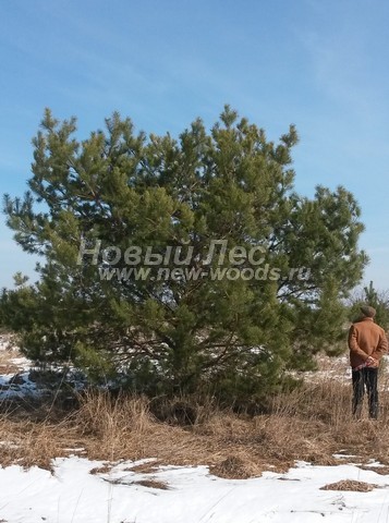 ������� ����� ������������ (���������� �������� Pinus sylvestris) - ���� 511 - � ����� �������� ������ ����� ������������ ��� ������� ��� ���������� ������ �� �������� � ٸ�������� ������ ���������� ������� (������ ����� ������ 4,5 �����, � ������� ����� - 6 � ����� ����� ��� ������������� ��� �������� ����������� �����)