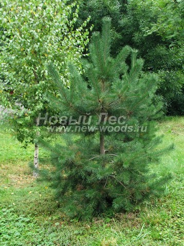    (  Pinus sylvestris) -  512 -   ,   , Betula pendula  Pinus sylvestris -          (    )