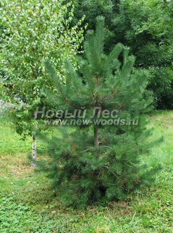 ������� ����� ������������ (���������� �������� Pinus sylvestris) - ���� 512 - ������ � �����, ���������� � �������, Betula pendula � Pinus sylvestris - ������� ���������� �� ����� �� ������ ������� ������������ ������� (������� � ��������� ������ �����������)