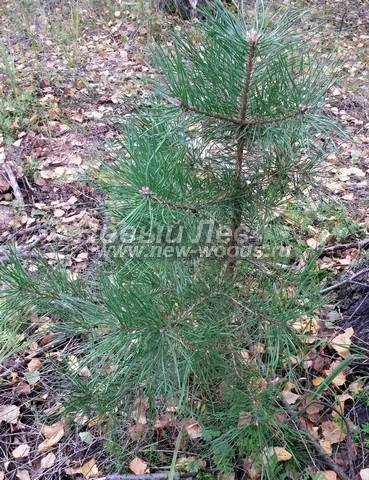 ������� ����� ������������ (���������� �������� Pinus sylvestris) - ���� 513 - ����� ������������ - ������� � ����� ��������� ���� ��������� (����������� �����, �������� �������) - ������ 0,6 �