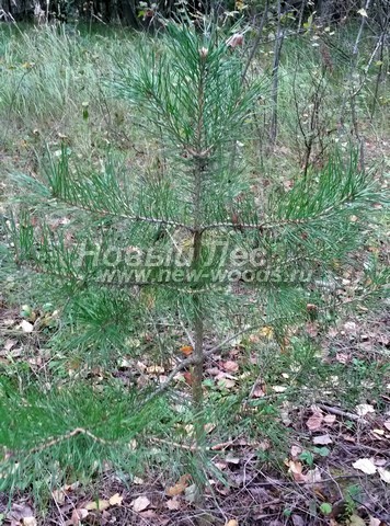 ������� ����� ������������ (���������� �������� Pinus sylvestris) - ���� 514 - ��� ���� ������� ������� ����� ������������ � ������� ���� ��������� - ������ 70 ��