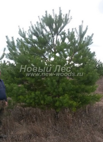 ������� ����� ������������ (���������� �������� Pinus sylvestris) - ���� 515 - ������ ����� ������������, ������� ����� �������� �� ����� ������������ ������� �� ������� ����� ����������� ���� � ������������� ������ ���������� ������� (������ ����������� ��������� - 4 �����)
