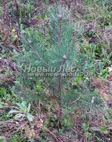 ������� ����� ������������ (���������� �������� Pinus sylvestris) - ���� 516 - ����� ������������ (������ 50 ��) - ���� �� ��������, ������� ����� ����� ��� ����������� � ����� ��������� � ������� �������� ������-���������