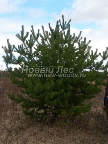 ������� ����� ������������ (���������� �������� Pinus sylvestris) - ���� 517 - � ���� ������ ����� ������������ �������� �� ������� ����� �������� � �������� ����� ����������� (������ ����������� ��������� - 3,5 �����)