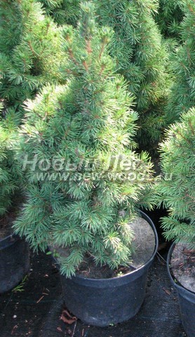 �������� ��� ����� ������ (������� ��� ��������� ������, Picea glauca 'Conica') - ���� 601 - ������� ��� ��������� ������ (Picea glauca 'Conica') � ��������� �� �������� �������� 