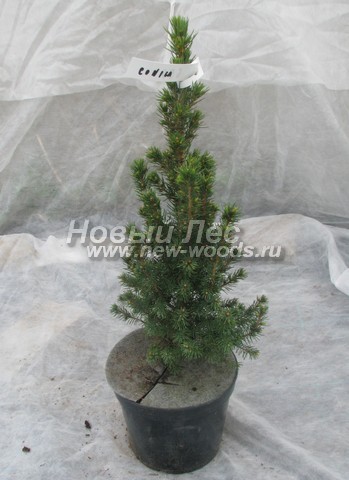     (   , Picea glauca 'Conica') -  602 -    -      2  (C2) ( ,  )