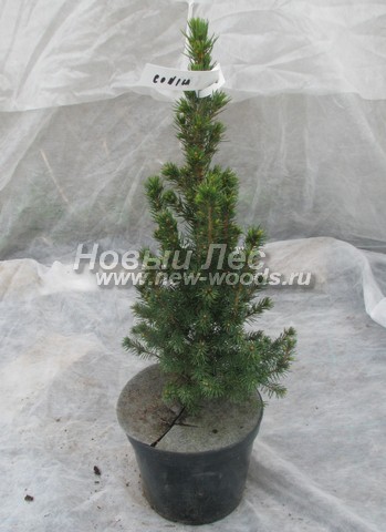 �������� ��� ����� ������ (������� ��� ��������� ������, Picea glauca 'Conica') - ���� 602 - ��� ����� ������ - ������������ ������� � ���������� ������� 2 ����� (C2) (����������� �����, �������� �������)