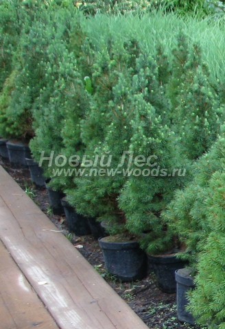�������� ��� ����� ������ (������� ��� ��������� ������, Picea glauca 'Conica') - ���� 603 - ���������� �������� � ����������� (5 ������): ��� ��������� ������ � ������� ������ (����������� �����, ���������� �������)