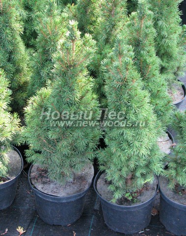 �������� ��� ����� ������ (������� ��� ��������� ������, Picea glauca 'Conica') - ���� 604 - ��� ������ - ������������ ������� � 3-�������� ����������� �� �������� �������� (�����������)