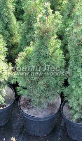 �������� ��� ����� ������ (������� ��� ��������� ������, Picea glauca 'Conica') - ���� 606 - ������� �������� ��� ��������� ������ - ���� �� �������� ���������� ������������ �������� ��� ������� ��������