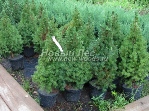 �������� ��� ����� ������ (������� ��� ��������� ������, Picea glauca 'Conica') - ���� 607 - ���������� �������� ������� �������� �������� ������� ��� ����� ������ - ��� ������� � ����������� ��������