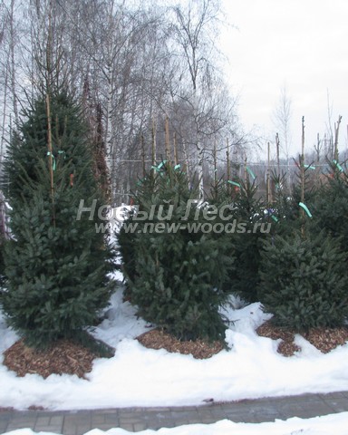 �������� ��� �������� (������� Picea omorika) - ���� 601 - ��� ��������, ������������ �� ������� � ���������