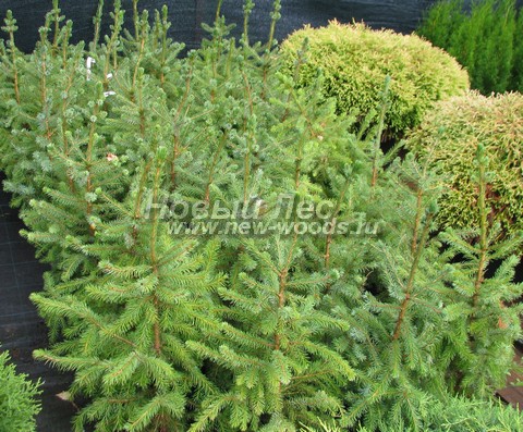 �������� ��� �������� (������� Picea omorika) - ���� 602 - ������� ��� �������� � ���������