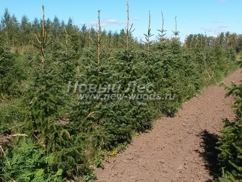 �������� ��� �������� (������� Picea omorika) - ���� 603 - ������� ��� �������� (Picea omorika) � ���������