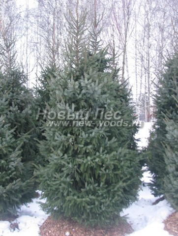 �������� ��� �������� (������� Picea omorika) - ���� 604 - ������� ������ ��� �������� � ��������� (������ 2 �����)