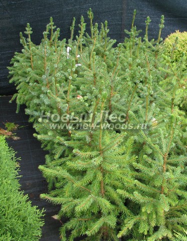 �������� ��� �������� (������� Picea omorika) - ���� 605 - ������� ������� ��� �������� � ��������� �� �������� ��������
