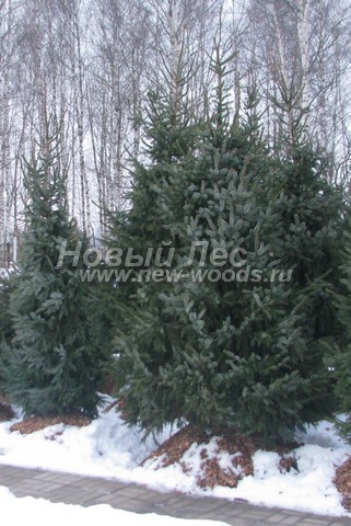 �������� ��� �������� (������� Picea omorika) - ���� 606 - ������� �������� ��� �������� � ��������� �� ����������� ��������