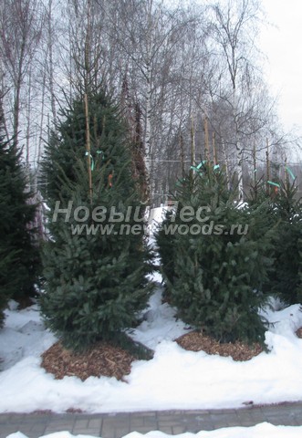 �������� ��� �������� (������� Picea omorika) - ���� 607 - ������� �������� ��� �������� � ��������� �����