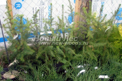 �������� ��� �������� (������� Picea omorika) - ���� 608 - ������� ��� �������� �� �������� �������� � ��������� (����)