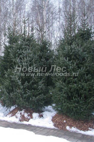 �������� ��� �������� (������� Picea omorika) - ���� 609 - �������-������� ��� �������� ��� ������ ������� � ���������