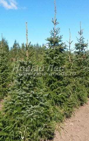 �������� ��� �������� (������� Picea omorika) - ���� 610 - ��� ��������, ������������ � ��������� �� ������� (�����)
