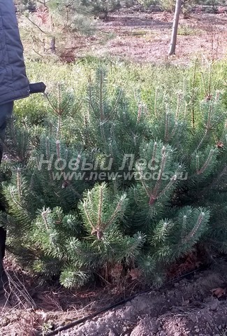 �������� ����� ������ (������� Pinus mugo) - ���� 601 - ������� �������� ����� ������, �������� � ������ � ��������� (�������� �������)