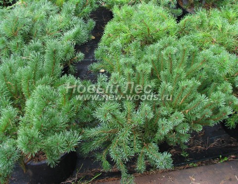 �������� ����� ������ (������� Pinus mugo) - ���� 602 - ����� ������ - ������� �� �������� �������� � �����������