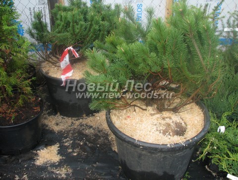 �������� ����� ������ (������� Pinus mugo) - ���� 603 - ������������ �������� ����� ������ �� ����������� �������� ��������� (�������� �������, ����������� �����)