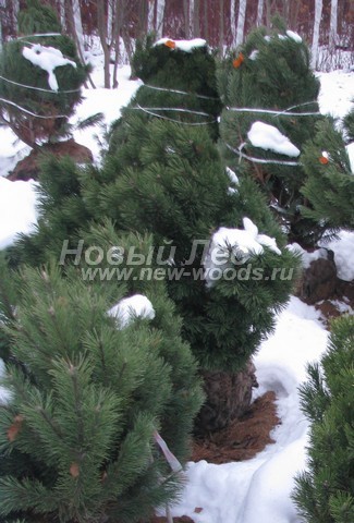 �������� ����� ������ (������� Pinus mugo) - ���� 604 - ������� ������� ����� ������, �������������� � ����������� ��� ���������� ������� (���������� �������, ����������� �����)