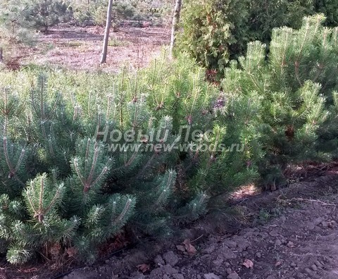 �������� ����� ������ (������� Pinus mugo) - ���� 605 - ������� ������ ����� ������ � ��������� ������� (������� ���� ��������� ������������ ��������)