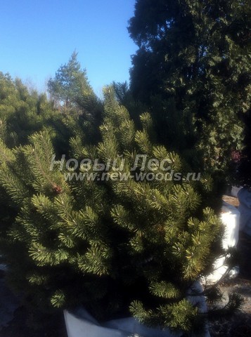 �������� ����� ������ (������� Pinus mugo) - ���� 606 - ������������ �������� ����� ������ - ���������� �������� ��� ���������� �������� � ����������� ������� (���������)