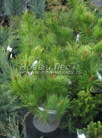�������� ����� ������ (������� Pinus mugo) - ���� 607 - ������� ����� ������ ������ � ������� �������� ���������� �� ����������� �������� ���������