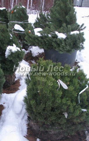 �������� ����� ������ (������� Pinus mugo) - ���� 608 - ������ ������� ����� ������ �������� �� ��������� �������